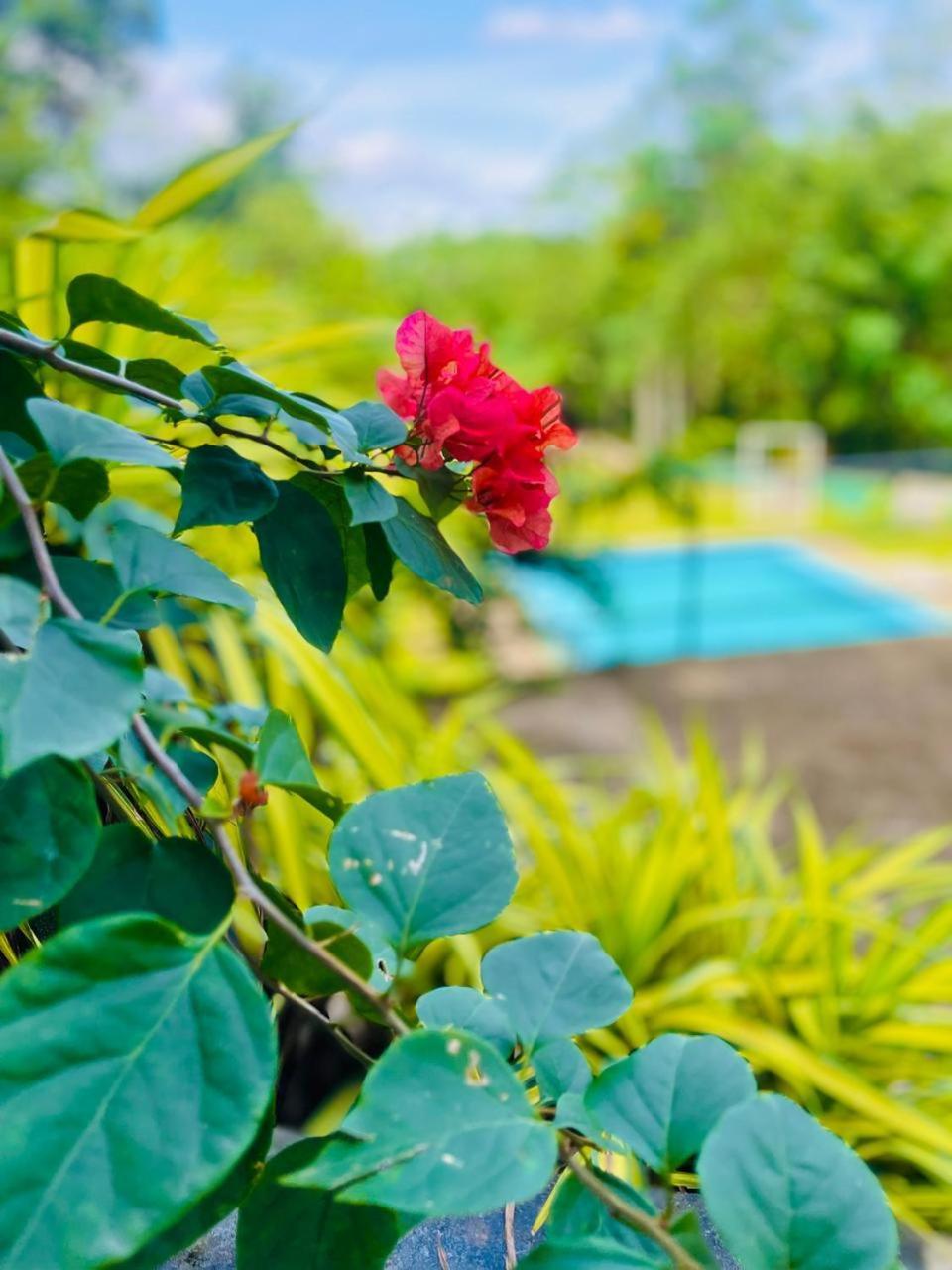 Hanthana Sk Paradise Gampola Buitenkant foto